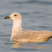 Glaucous-winged Gull